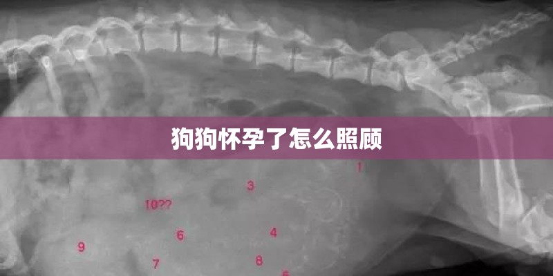 狗狗怀孕了怎么照顾
