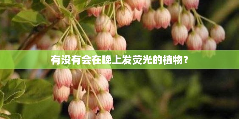 有没有会在晚上发荧光的植物？