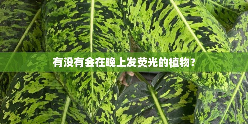 有没有会在晚上发荧光的植物？