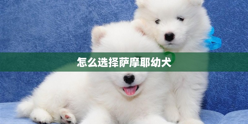 怎么选择萨摩耶幼犬