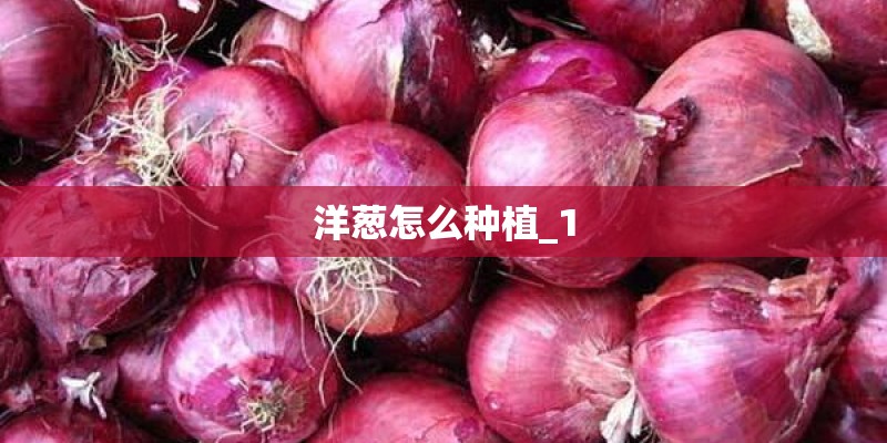 洋葱怎么种植_1