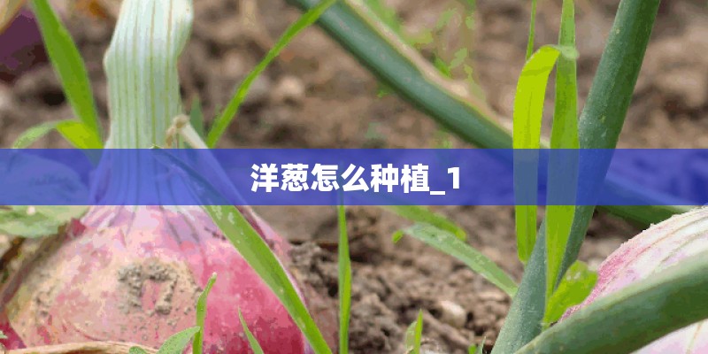 洋葱怎么种植_1