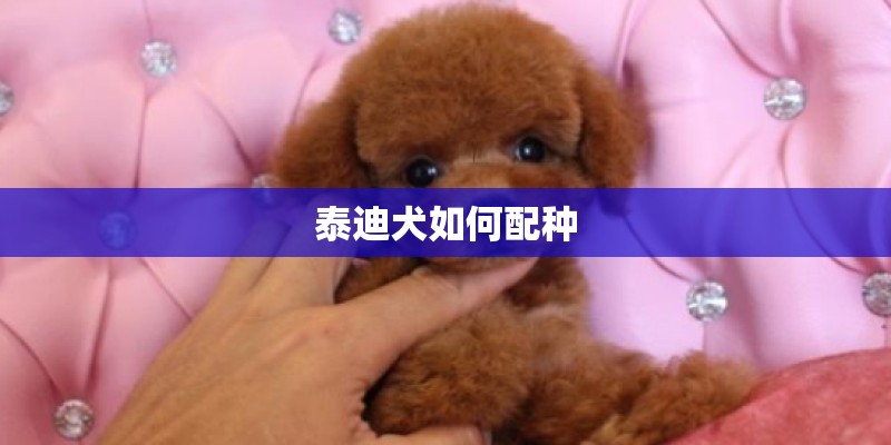 泰迪犬如何配种