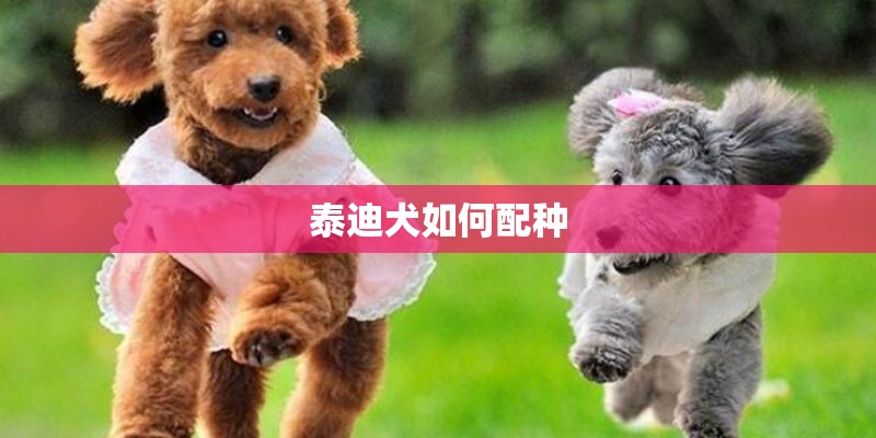 泰迪犬如何配种