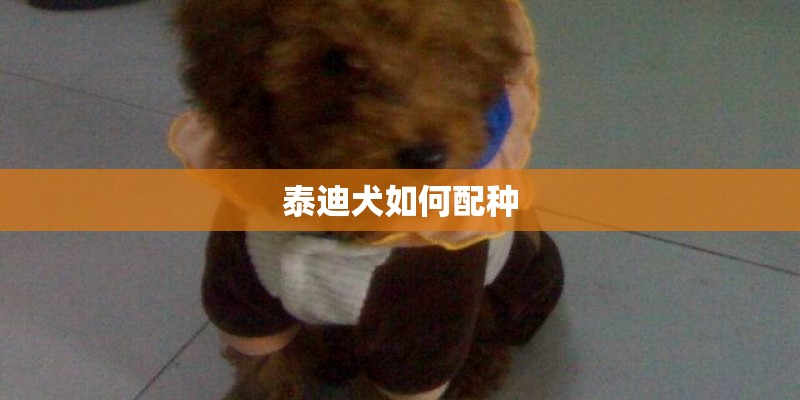 泰迪犬如何配种