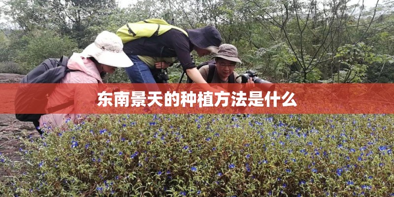 东南景天的种植方法是什么
