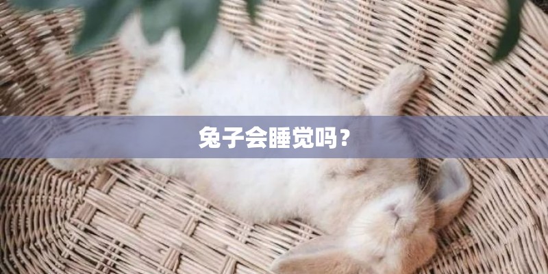 兔子会睡觉吗？
