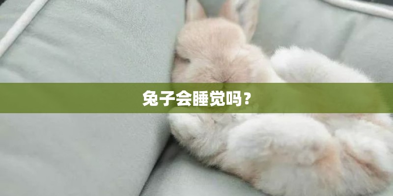 兔子会睡觉吗？