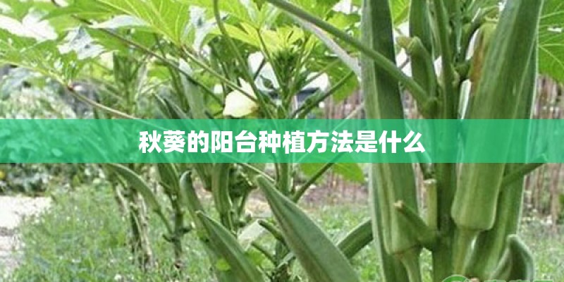 秋葵的阳台种植方法是什么 秋葵的阳台种植方法是什么