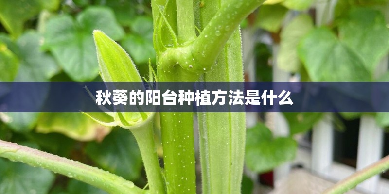 秋葵的阳台种植方法是什么 秋葵的阳台种植方法是什么