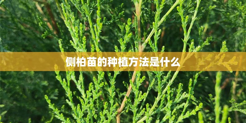 侧柏苗的种植方法是什么