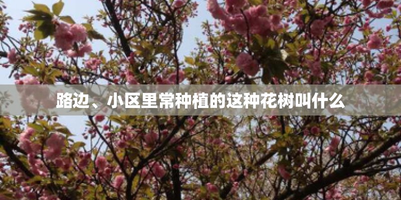 路边、小区里常种植的这种花树叫什么 路边、小区里常种植的这种花树叫什么