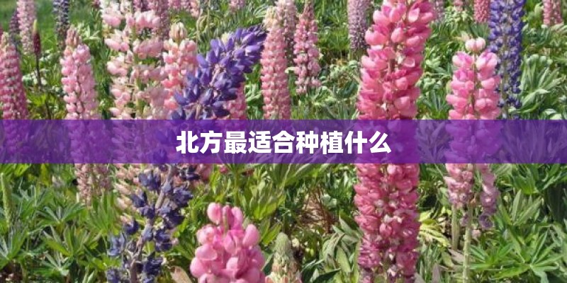 北方最适合种植什么