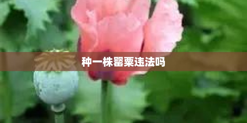 种一株罂粟违法吗