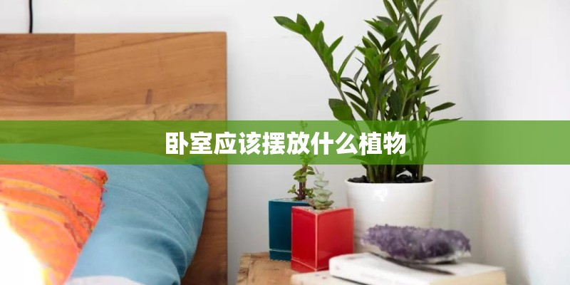 卧室应该摆放什么植物