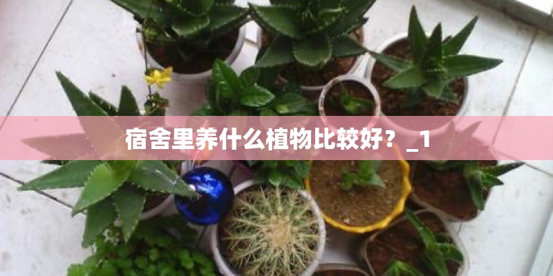 宿舍里养什么植物比较好？_1