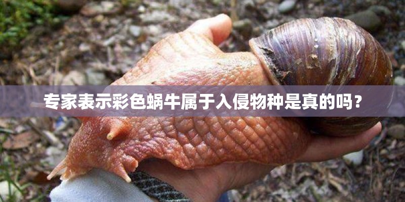 专家表示彩色蜗牛属于入侵物种是真的吗？