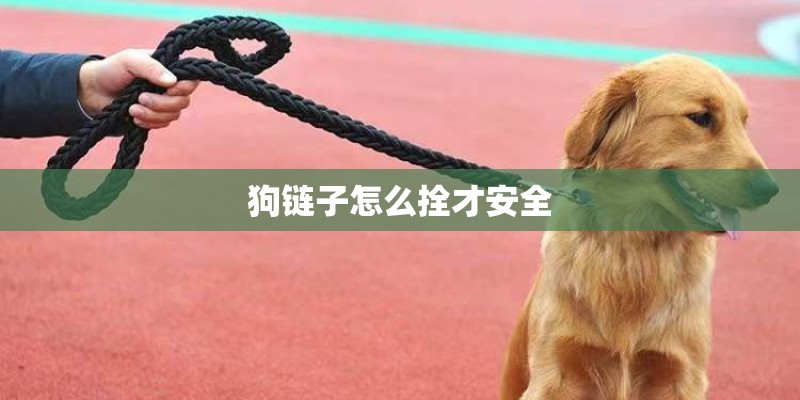 狗链子怎么拴才安全