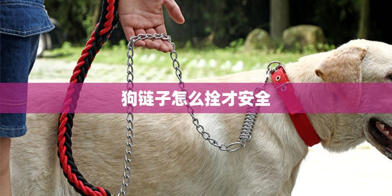 狗链子怎么拴才安全