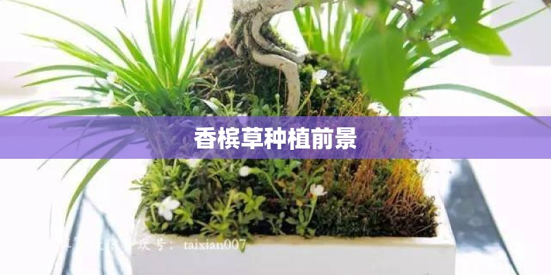 香槟草种植前景