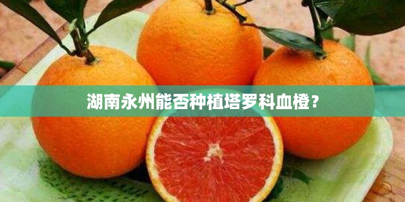 湖南永州能否种植塔罗科血橙？