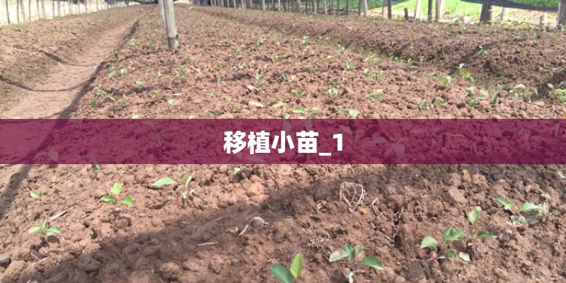 移植小苗_1