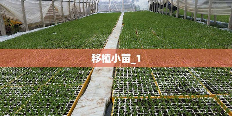 移植小苗_1