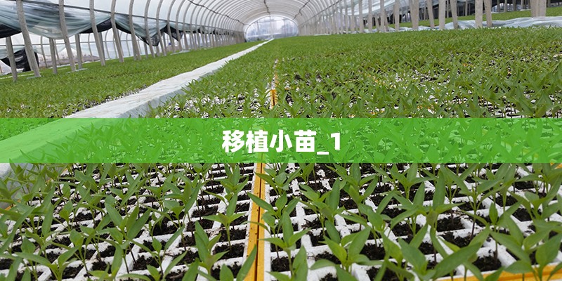 移植小苗_1