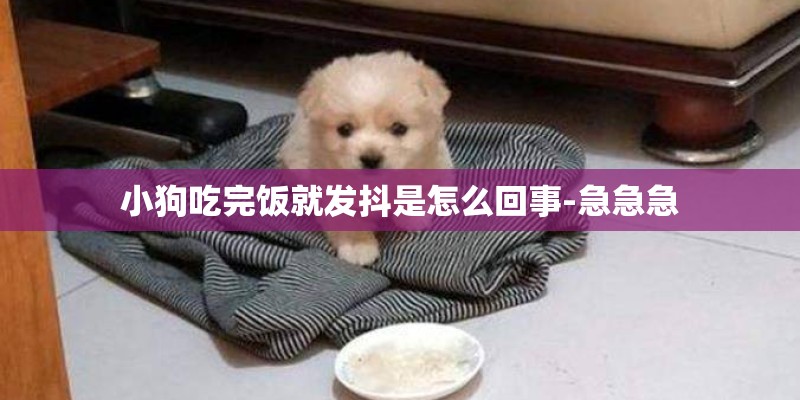 小狗吃完饭就发抖是怎么回事-急急急