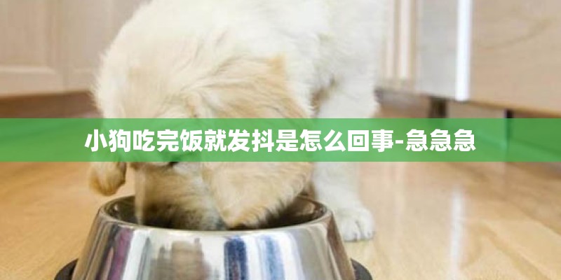 小狗吃完饭就发抖是怎么回事-急急急
