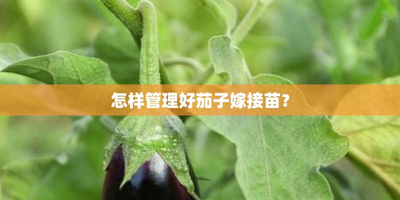怎样管理好茄子嫁接苗？