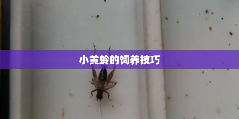 小黄蛉的饲养技巧