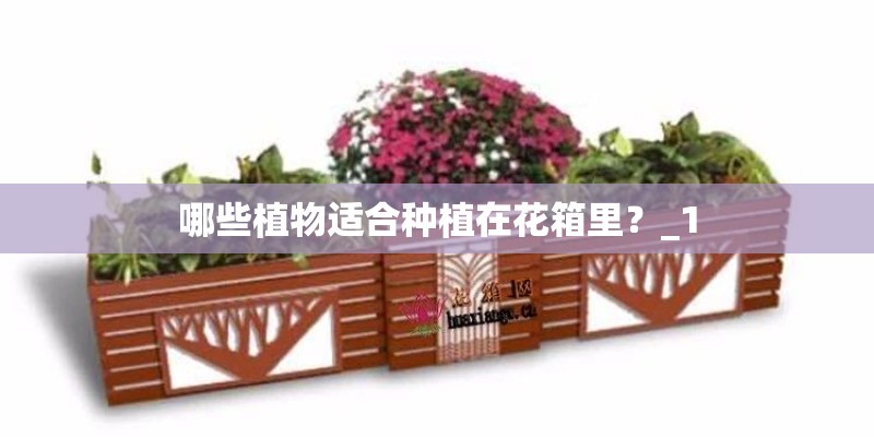 哪些植物适合种植在花箱里？_1