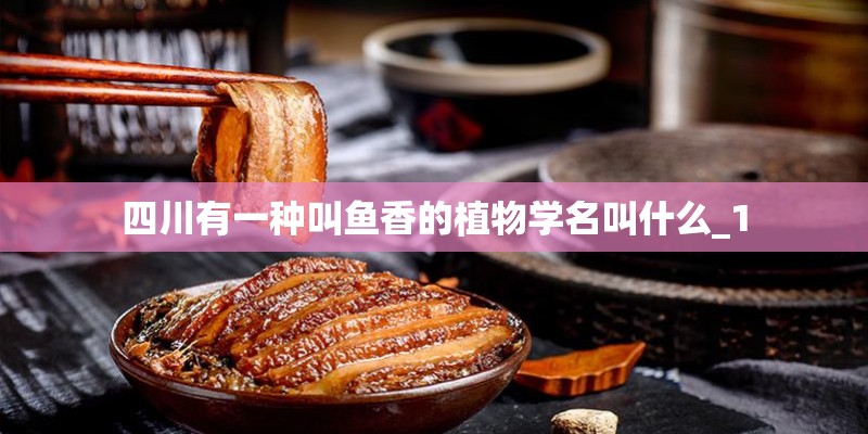 四川有一种叫鱼香的植物学名叫什么_1