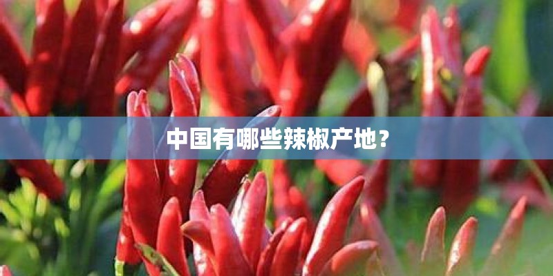 中国有哪些辣椒产地？