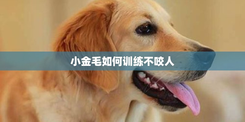 小金毛如何训练不咬人