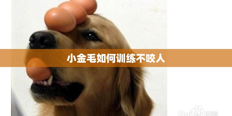 小金毛如何训练不咬人