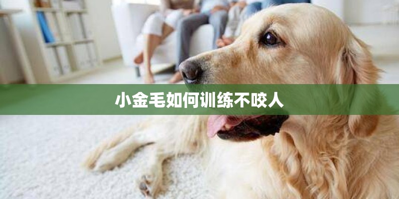 小金毛如何训练不咬人