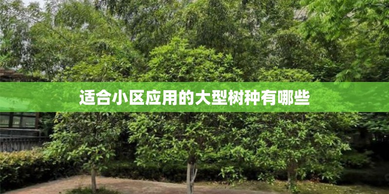 适合小区应用的大型树种有哪些 适合小区应用的大型树种有哪些