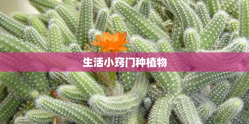 生活小窍门种植物 生活小窍门种植物