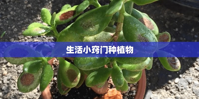 生活小窍门种植物 生活小窍门种植物