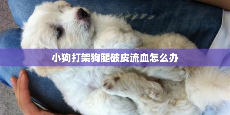 小狗打架狗腿破皮流血怎么办 小狗打架狗腿破皮流血怎么办