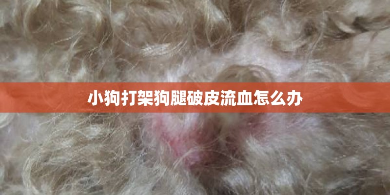 小狗打架狗腿破皮流血怎么办 小狗打架狗腿破皮流血怎么办