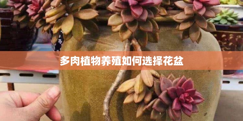 多肉植物养殖如何选择花盆