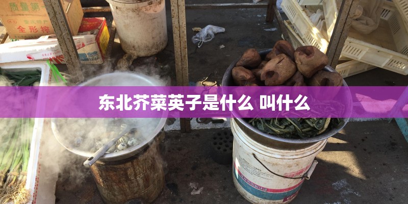 东北芥菜英子是什么 叫什么