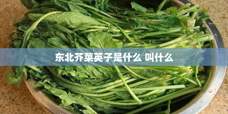 东北芥菜英子是什么 叫什么