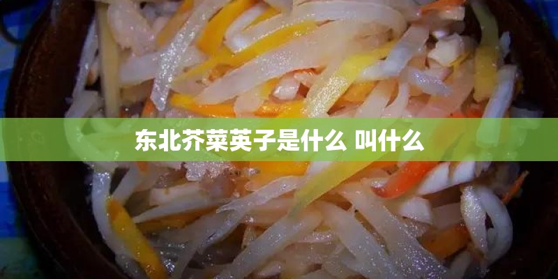 东北芥菜英子是什么 叫什么