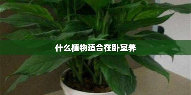 什么植物适合在卧室养