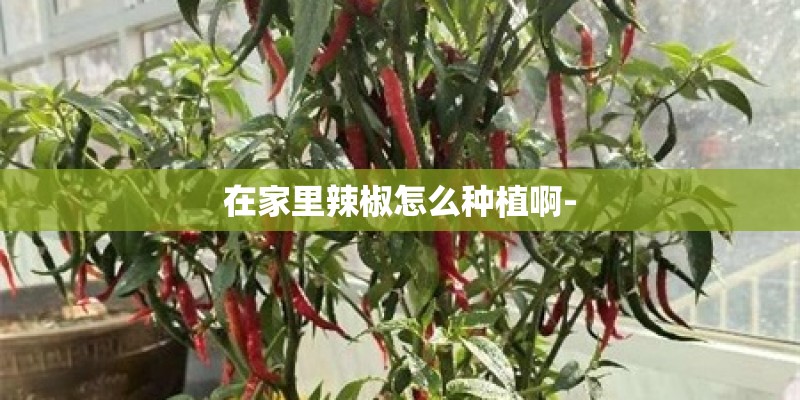 在家里辣椒怎么种植啊-