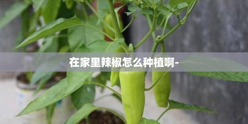 在家里辣椒怎么种植啊-